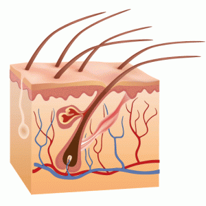 Anatomie du poil avant séance épilation définitive